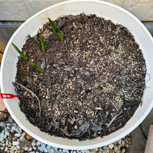 チューリップ,原種チューリップ,原種系チューリップ ヒルデ,鉢植え,明るい日陰の画像