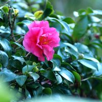 寒椿,ピンク❤︎ピンク,伊豆の庭の画像