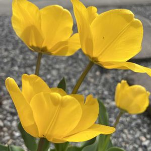 チューリップ,白雲,ワールドピース,鉢植え,花のある暮らしの画像