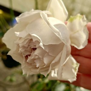 チューリップ,バラ,ガブリエル,わかな,クイーンエリザベスの画像