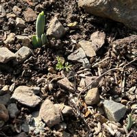 スノードロップ,イングリッシュデージー アルムの空,チーム冬のヒナタの画像