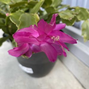 シャコバサボテン,鉢植えの画像