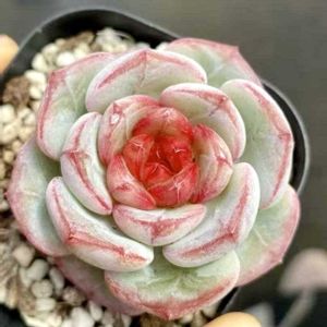 エケベリア ブラッドレッドロマン,エケベリア ブラッドレッドロマンス,エケベリア アケーシャー,神奈川タニラー,多肉男子の画像