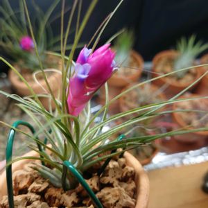 チランジア,ティランジア,ティランジアストリクタ,エアプランツ,植物のある暮らしの画像