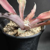 クリプタンサス,ストロベリーショートケーキ,白い花,クリプタンサス属,初開花の画像