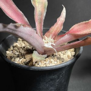 クリプタンサス,ストロベリーショートケーキ,白い花,クリプタンサス属,初開花の画像