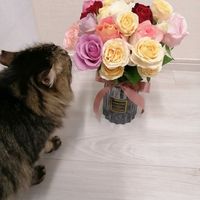 バラ,四季咲きバラ,ネコ好き,花束,癒しの画像