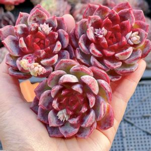 エケベリア ベリームース,韓国苗,神奈川タニラー,多肉男子の画像