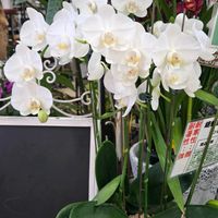 胡蝶蘭,胡蝶蘭,お出掛け先で…♡❊,お出掛け先で…♡❊,マイメロさんから❤️の画像