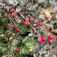 ウメ,ジンチョウゲ,バラ,シナマンサク,コトネアスターの画像