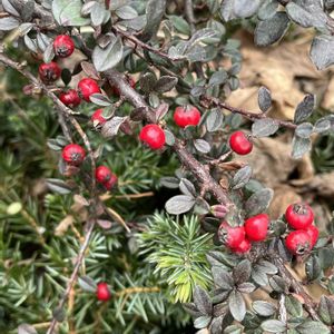 ウメ,ジンチョウゲ,バラ,シナマンサク,コトネアスターの画像