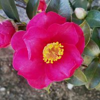 サザンカ,チーム千葉✿︎の画像