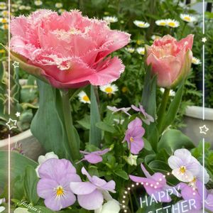 チューリップ,八重咲きチューリップ,ガーデニング,花のある暮らし,小さな幸せ♡の画像