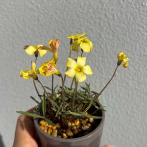 オキザリス,球根植物,原種,球根多肉, オキザリスの画像