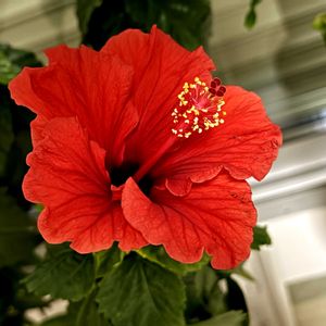 ハイビスカス,ハイビスカス,季節外れ,和室の画像