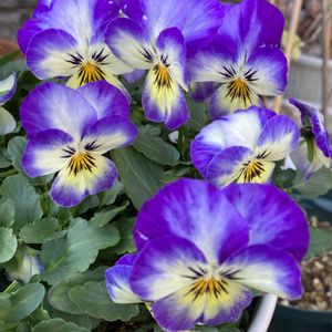 スミレ科,スミレ属,我が家の鉢植え,自然大好き派,園芸もやっていますの画像