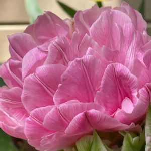 チューリップ,チューリップ,花のある暮らし,今日のお花,ピンク❤︎ピンクの画像