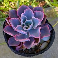 エケベリア,シャビアナ,シャビアナ,多肉植物,小さな花壇の画像