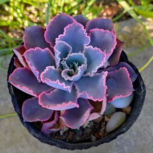 エケベリア,シャビアナ,シャビアナ,多肉植物,小さな花壇の画像