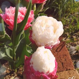 チューリップ アイスクリーム,小さな花壇,今日のお花,お楽しみの画像