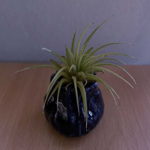 チランジア,エアプランツ,一輪挿し,iPhone撮影,asingleflowervaseの画像