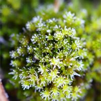 イチゴ,スギ,スギ,ワイルドストロベリー,苔(コケ)の画像