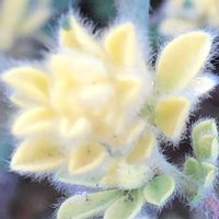 ロータス ブリムストーンの画像