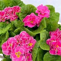 プリムラ ポリアンサ,安曇野,プリムラ・ポリアンサ,信州大好き⛰️,ピンクの花の画像