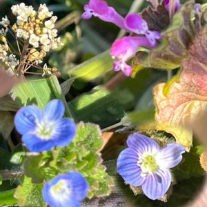 ナズナ,ホトケノザ,オオイヌフグリ.,雑草,ウォーキングの楽しみの画像