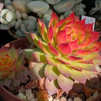 薄化粧,センペルビウム　ゴールドナゲット,寄せ植え,多肉植物,葉挿しの画像