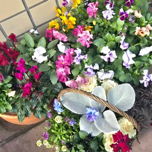 神戸べっぴんさん ブラックエミュー,繋がりに感謝✨,輝かしい未来,いつも心に太陽を,毎日がワクワクの画像