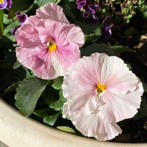 ベランダ,玄関アプローチの画像