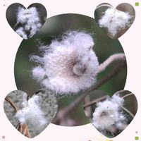 シュウメイギク,シュウメイギクの綿毛♪,ステキ☆,癒し…♡,か〜わい〜の画像