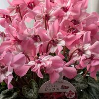 イチゴ,イチゴ,シクラメン,シクラメン,シクラメンの画像