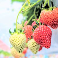 イチゴ,いちご,今日の花,イチゴ♡,今日のお花の画像