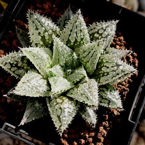 H.notabilis hyb.✕H.nishii n.n.,ハオルチア属,多肉ちゃん,ボタニカルライフ,ベランダーの画像