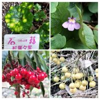 ツワブキ,マンリョウ,ツタバウンラン,シロミノマンリョウの画像