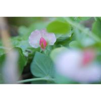 エンドウ,キヌサヤエンドウ,ポタジェ,野菜の花,ミラーレス一眼の画像