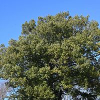 シラカシ,花散歩,冬の楽しみ,冬芽・葉痕,木曜日は木の画像