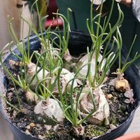 アルブカ,アルブカ　フミリス,ガーデニング,球根植物,ネコ好きの画像