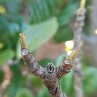 クチナシ,冬芽と葉痕,冬芽葉痕クイズだよ！,冬芽葉痕クイズだよ！,お出掛け先の画像