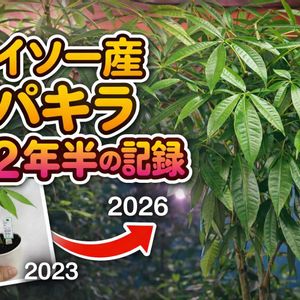 パキラ,観葉植物,癒し,インテリアグリーン,珍奇植物の画像