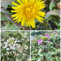 ナズナ,ホトケノザ,タンポポ,山野草,元気もらえるの画像