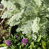 ハーデンベルギア,シルバーレース,買い物帰りにの画像