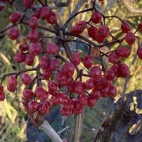 アセビ,ガマズミ,トウネズミモチ,寒くても元気,木曜日は木に咲く花の画像