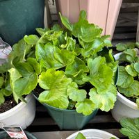 ラナンキュラス,ラナンキュラス　ラックス,お花,花のある生活,花好きさんと繋がりたいの画像