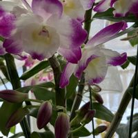 カランコエ,カランコエ,デンドロビウム,啓翁桜,啓翁桜の画像