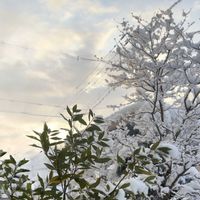 月桂樹,冬を楽しむ,ほんとうの空のある福島,花ブローチ倶楽部,雲仲間の画像