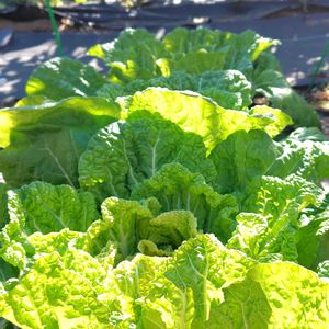 白菜,オレンジミニ白菜,オレンジミニ白菜,オレンジミニ白菜,オレンジミニ白菜の画像