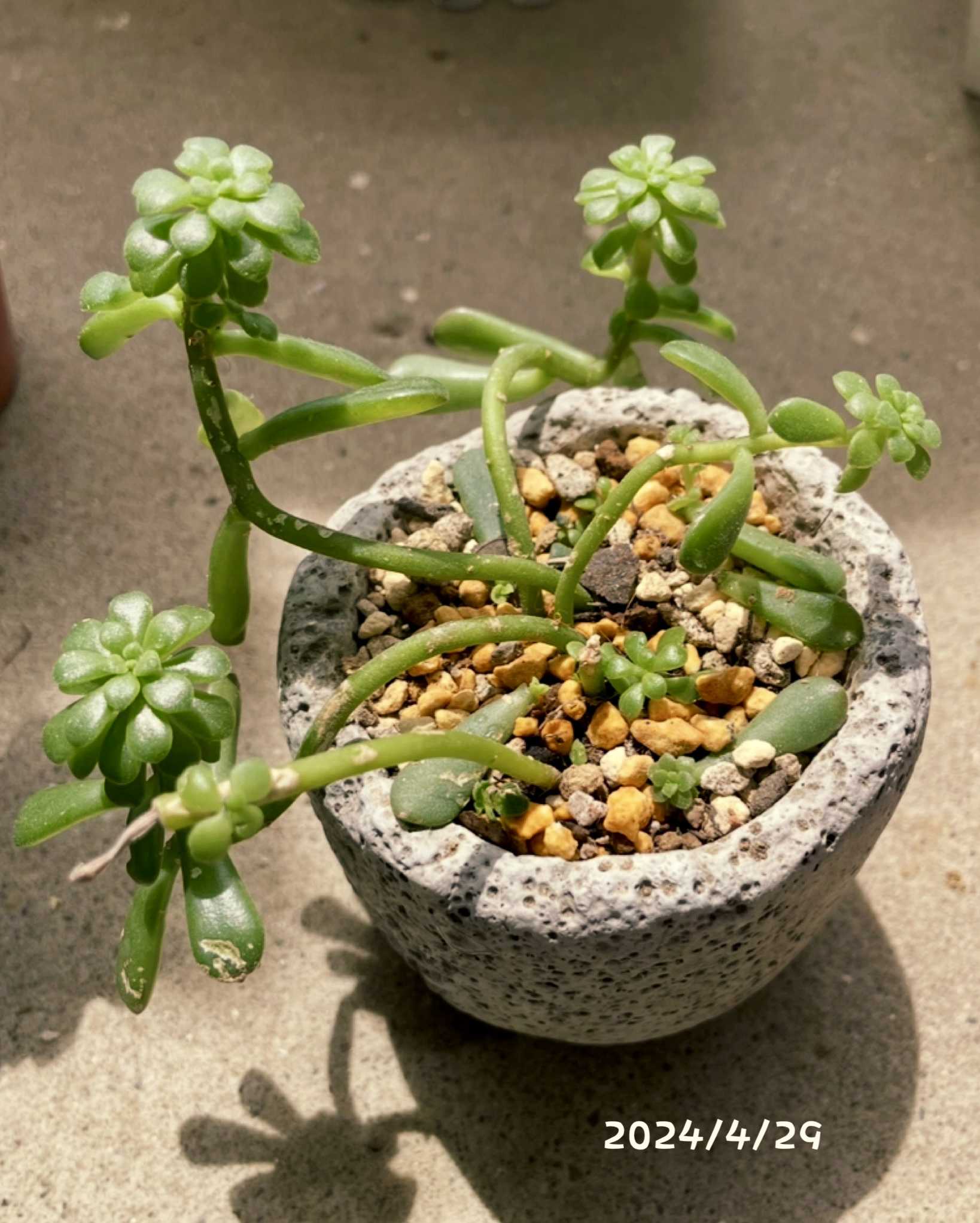 多肉植物の投稿画像 by marさん｜普及種と多肉寄せ植えとジョイス